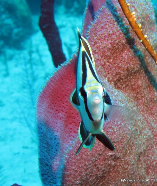 Banded Butterflyfish ©Melinda Riger @GBS Banded Butterflyfish ©Melinda Riger @GBS