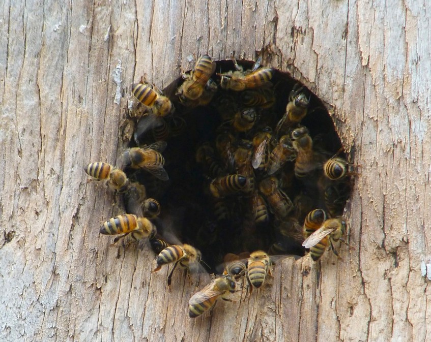 Bees in bird nest box 1