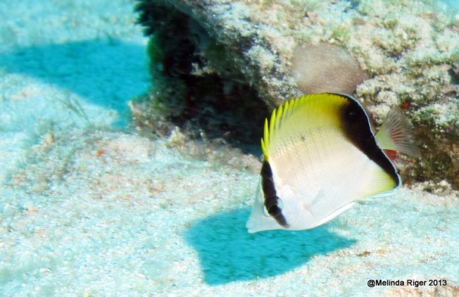 Reef Butterfly Fish ©Melinda Riger GB Scuba Reef Butterfly Fish ©Melinda Riger GB Scuba