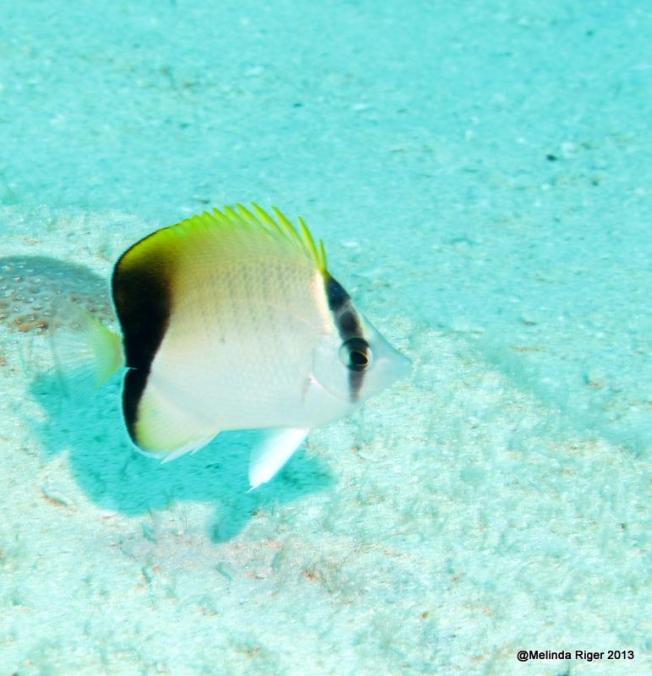 Reef Butterflyfish ©Melinda Riger @ GB Scuba