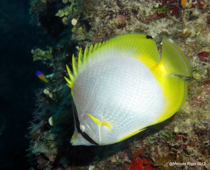 Spotfin Butterfly Fish Spotfin Butterfly Fish 2