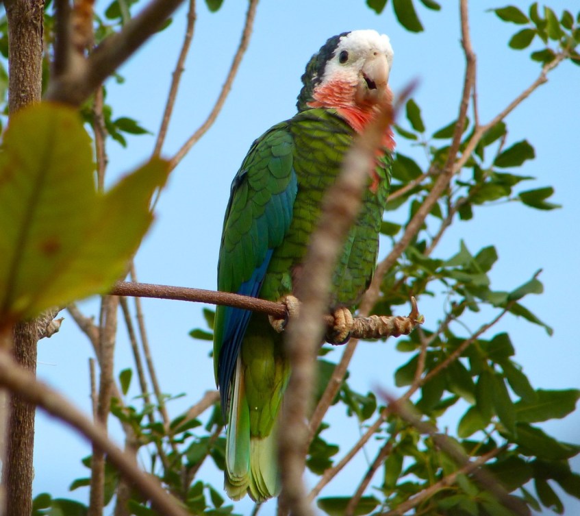 Abaco (Cuban) Parrot 2013 1