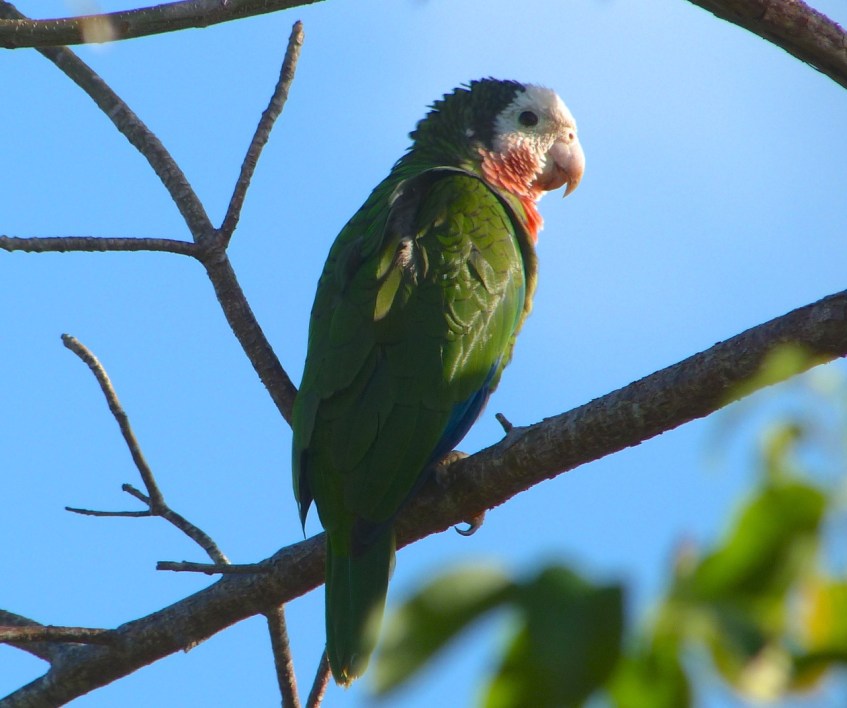 Abaco (Cuban) Parrot 2013 12