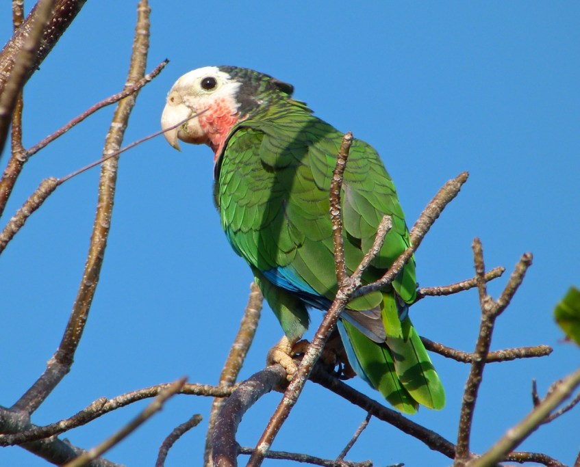 Abaco (Cuban) Parrot 2013 13