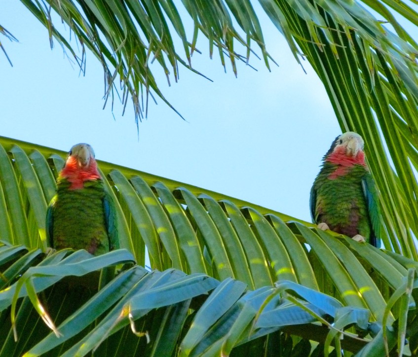 Abaco (Cuban) Parrot 2013 14