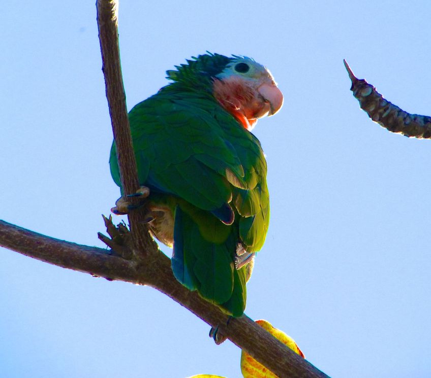 Abaco (Cuban) Parrot 2013 15