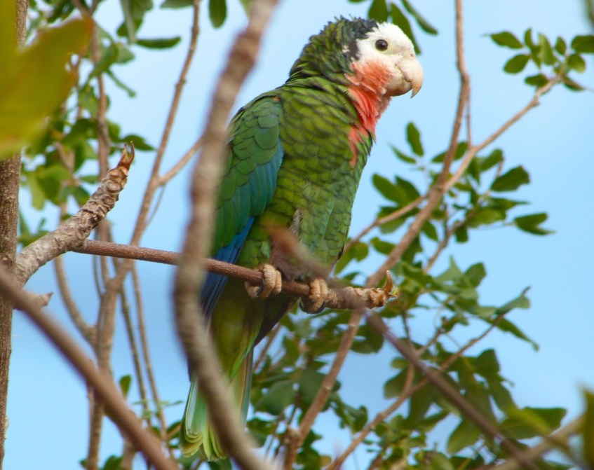 Abaco (Cuban) Parrot 2013 2