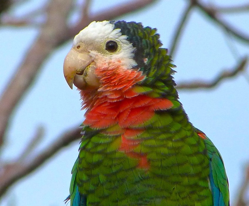 Abaco (Cuban) Parrot 2013 4a