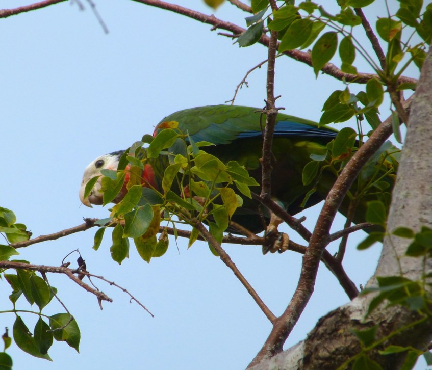 Abaco (Cuban) Parrot 2013 5