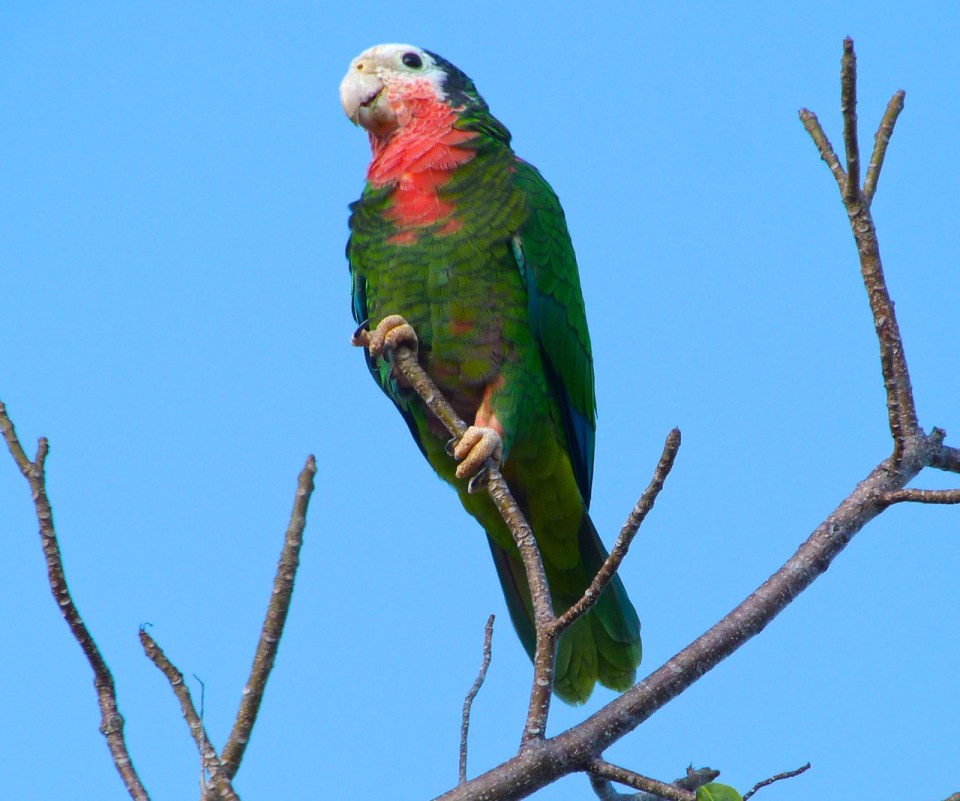 Abaco (Cuban) Parrot, Abaco, Bahamas  (Keith Salvesen)