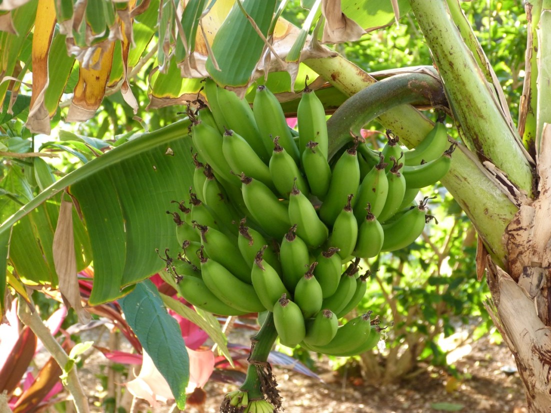 Bananas, Delphi Abaco