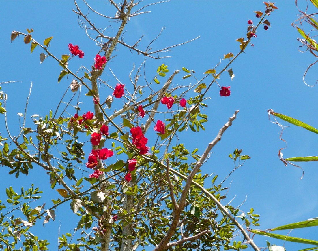 Bougainvillea Abaco 2