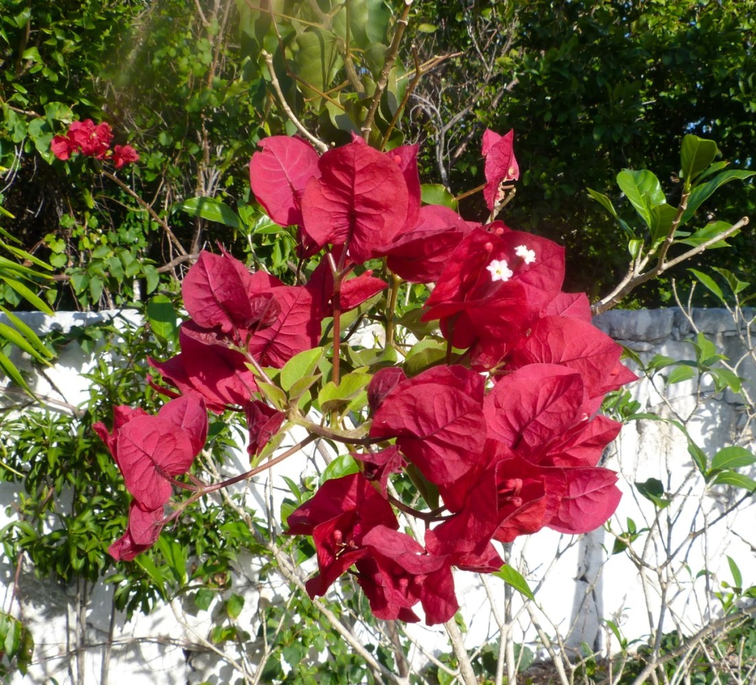 Bougainvillea Delphi Abaco