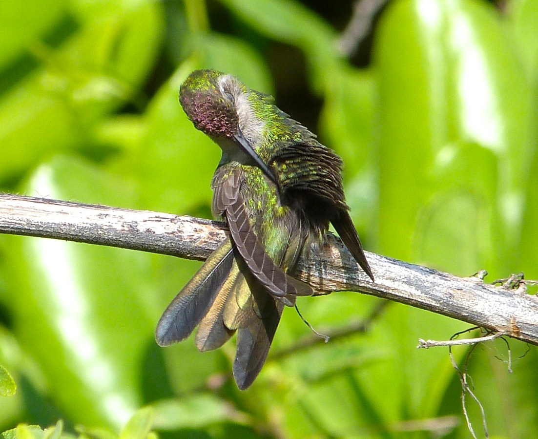 Cuban Emerald Hummingbird preening, Abaco 1