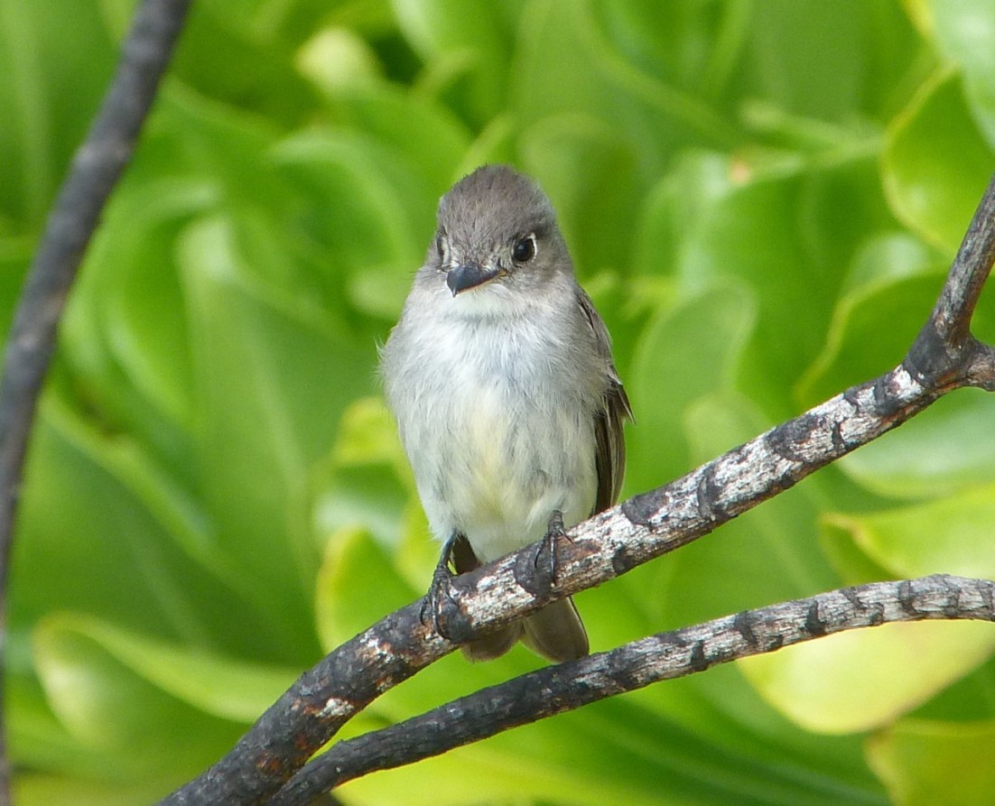 Cuban Pewee Abaco, Bahamas Cuban Pewee Abaco 1