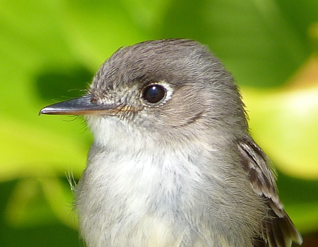 Cuban Pewee Abaco, Bahamas Cuban Pewee Abaco 10