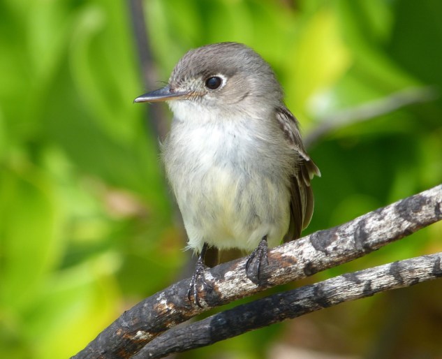 Cuban Pewee, Abaco - Keith Salvesen