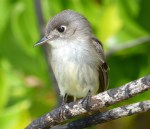 Cuban Pewee Abaco - Casuarina - Keith Salvesen