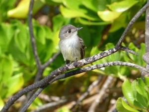 Cuban Pewee Abaco, Bahamas Cuban Pewee Abaco 8