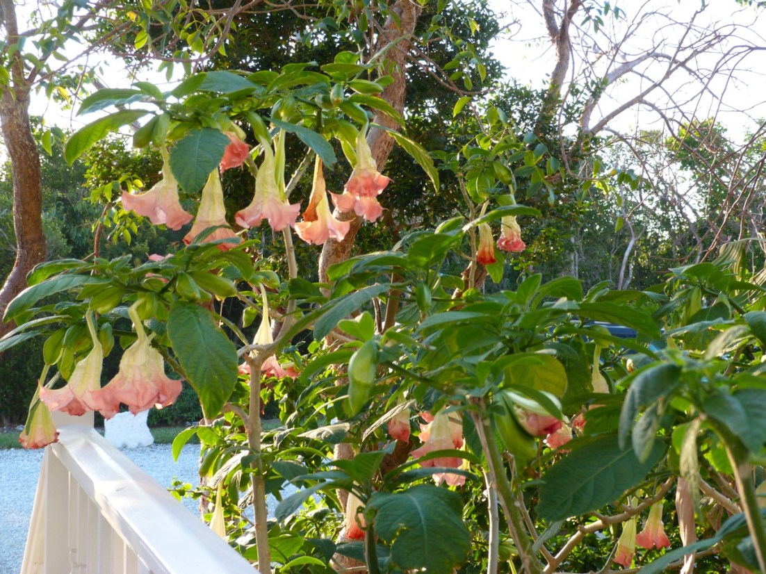 Datura (Angel's Trumpet), Delphi Abaco