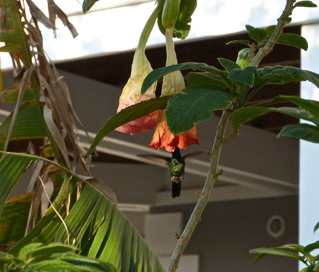 Datura : Cuban Emerald Delphi Abaco