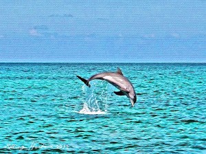 Dolphin Leap copy