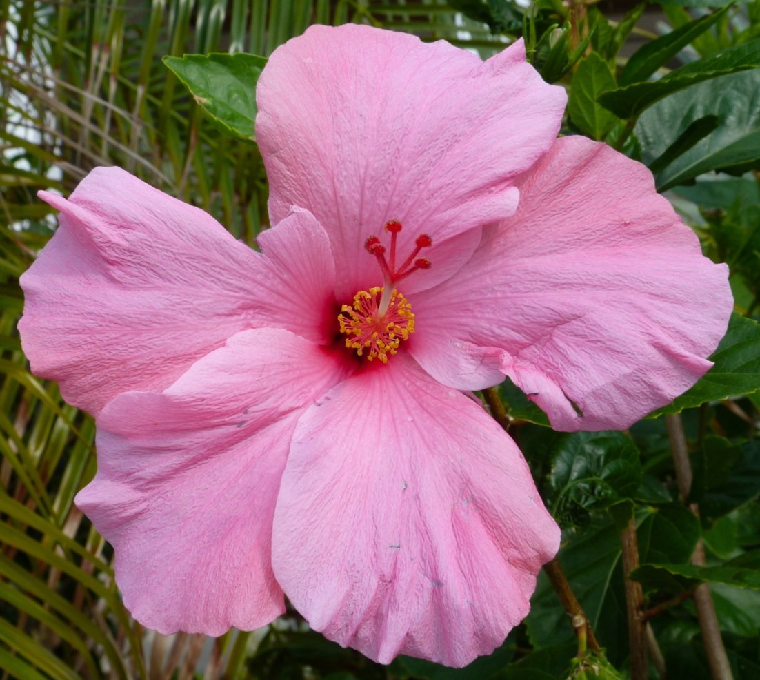 Hibiscus Delphi Abaco 1
