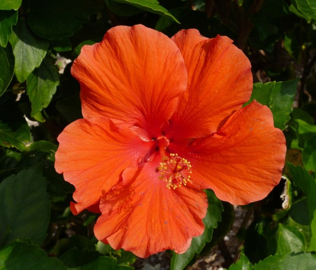 Red Hibiscus Flower, Abaco, Bahamas (Keith Salvesen / Rolling Harbour Abaco)