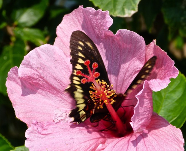 Hibiscus / Polydamus Swallowtail, Delphi Abaco (Keith Salvesen)