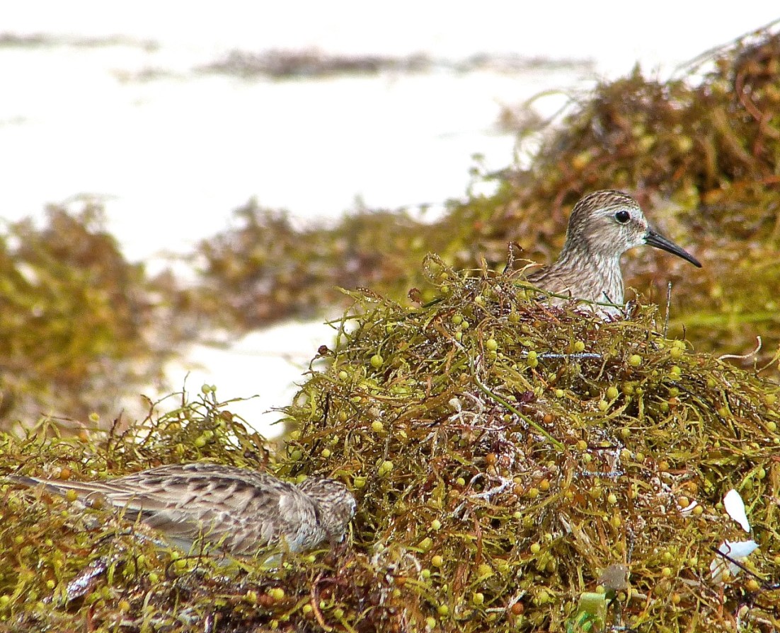 Least Sandpiper Abaco 1