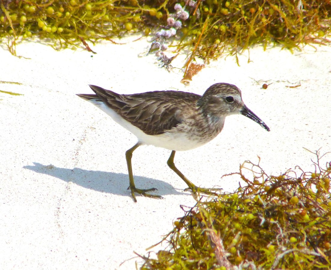 Least Sandpiper Abaco 10