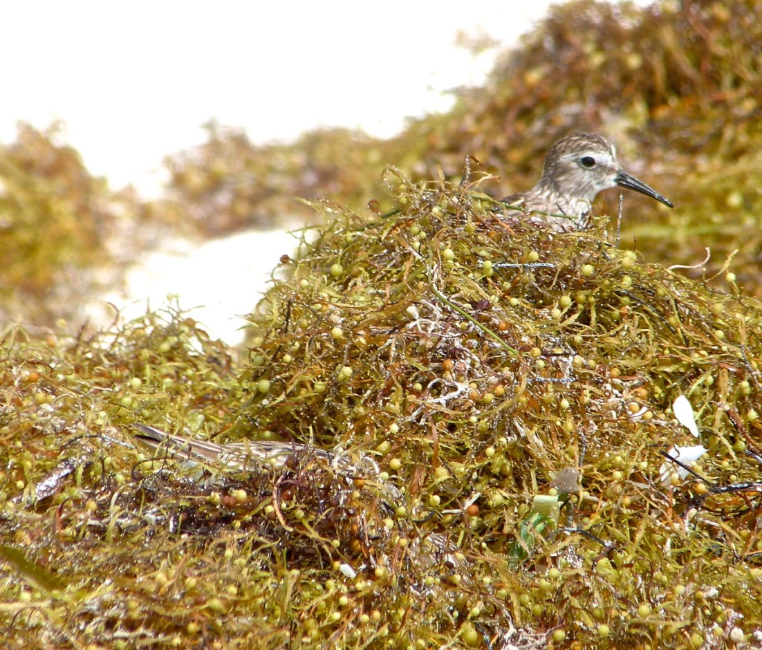 Least Sandpiper Abaco 2