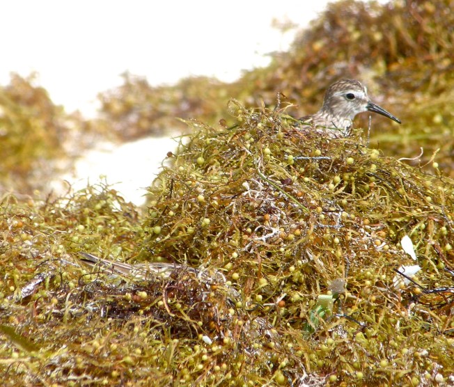 Least Sandpiper, Delphi Beach, Abaco (Keith Salvesen)