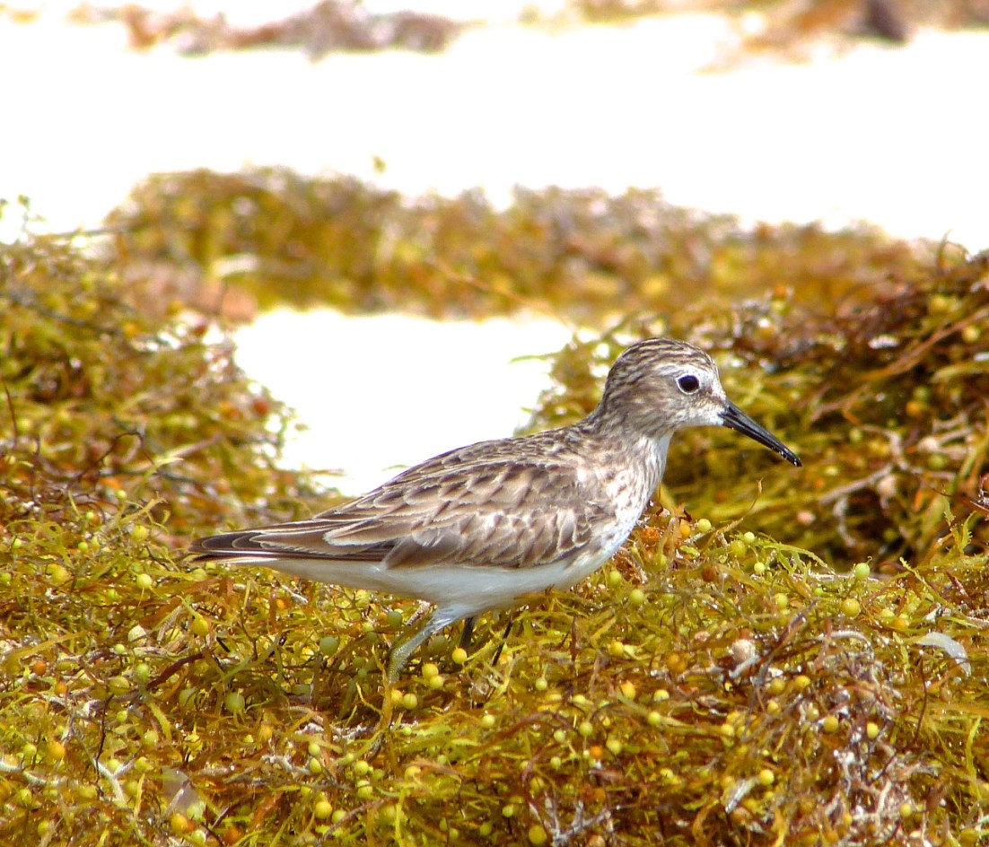 Least Sandpiper Abaco 6