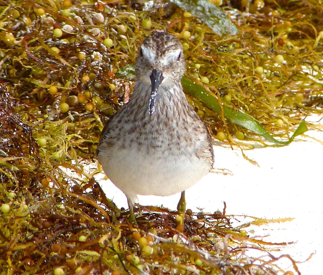 Least Sandpiper Abaco 7
