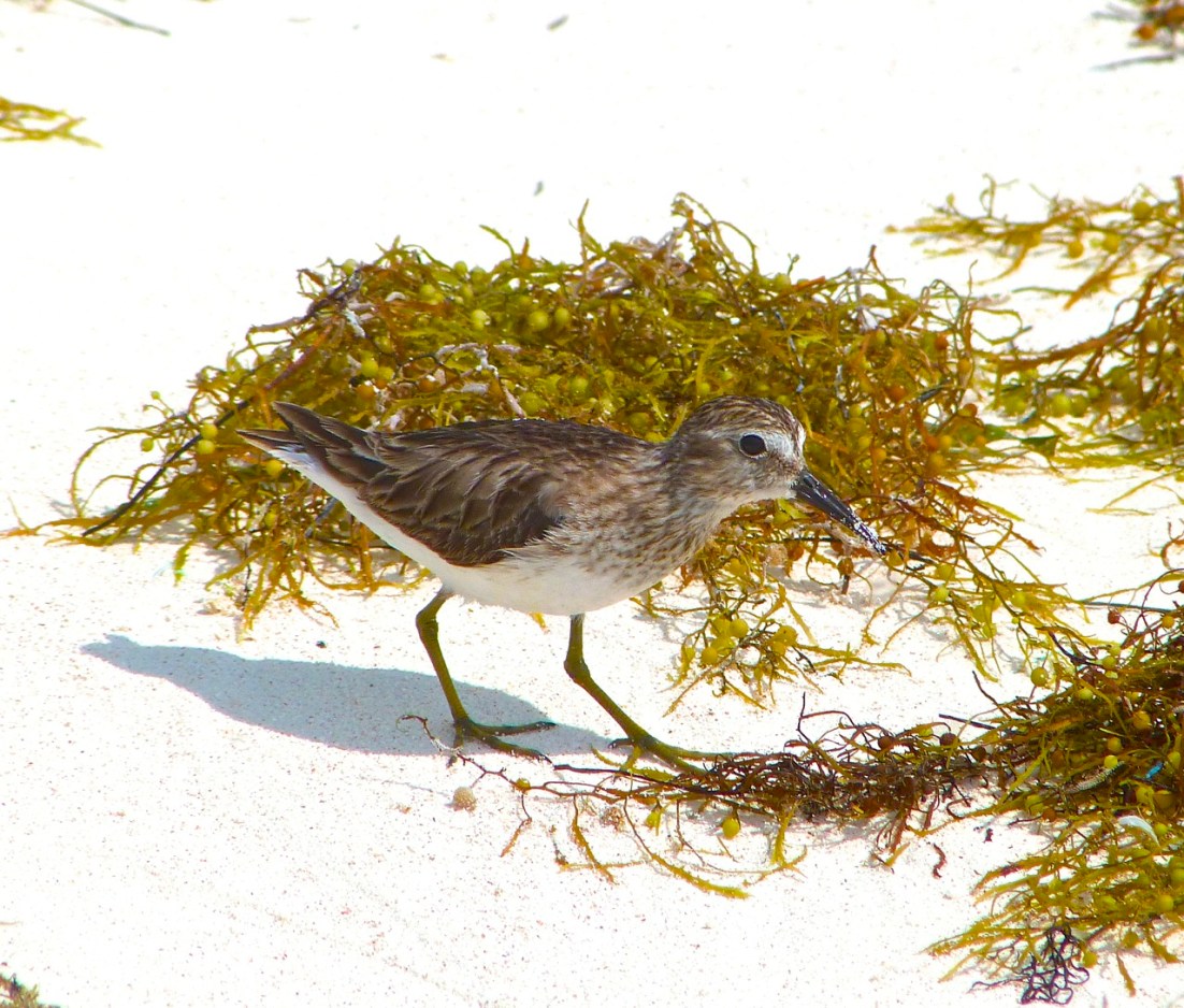 Least Sandpiper Abaco 8