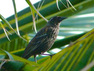 Red-winged Blackbird Abaco 3