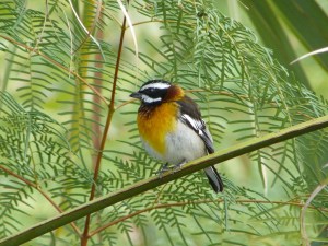 Western Spindalis Abaco 4
