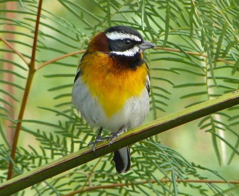 Western Spindalis Abaco (Keith Salvesen)