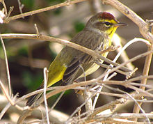 220px-Palm_Warbler,_Indiatlatlantic