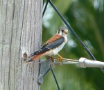 American Kestrel Abaco - Sandy Point - Keith Salvesen