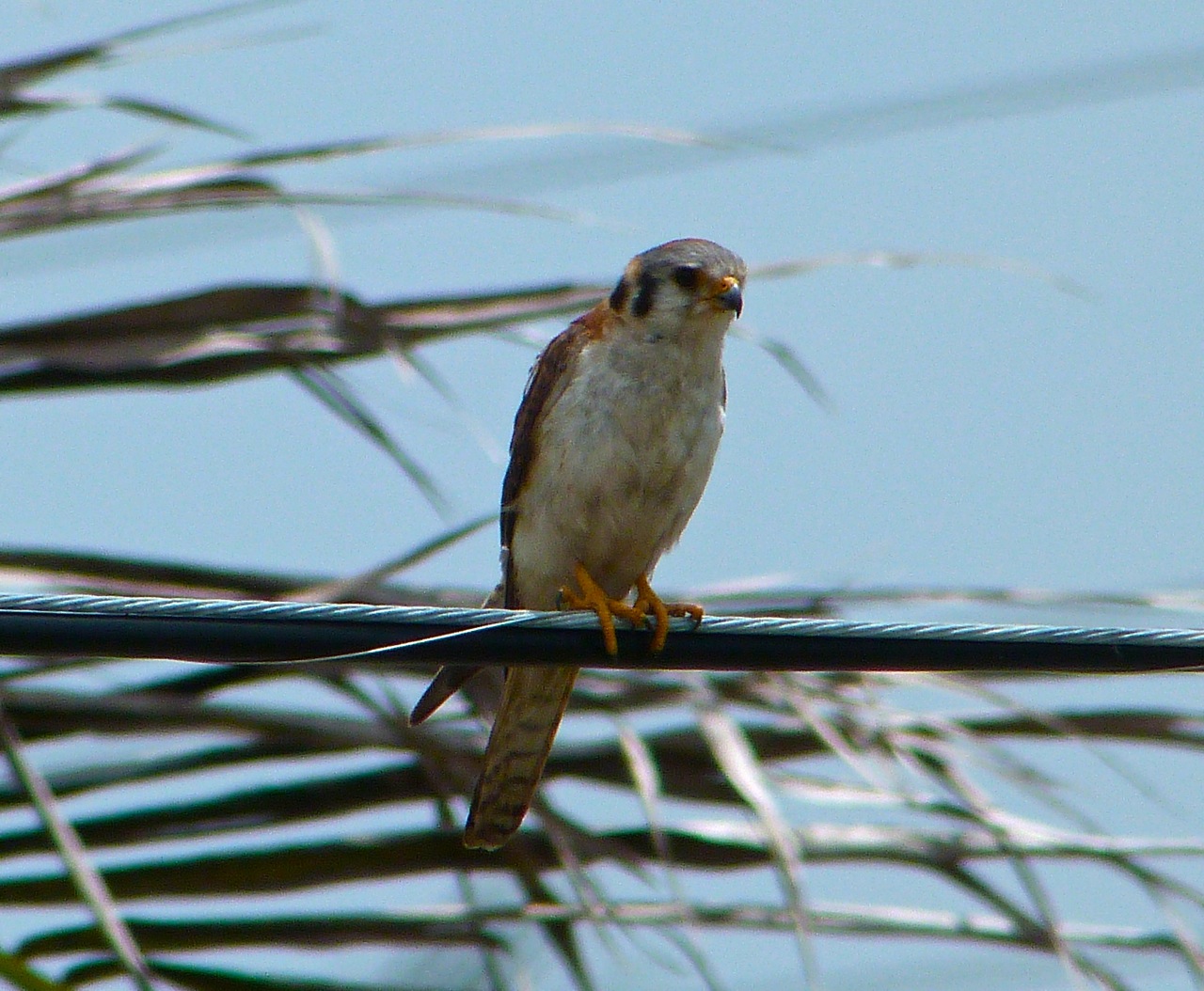 American Kestrel Abaco 5