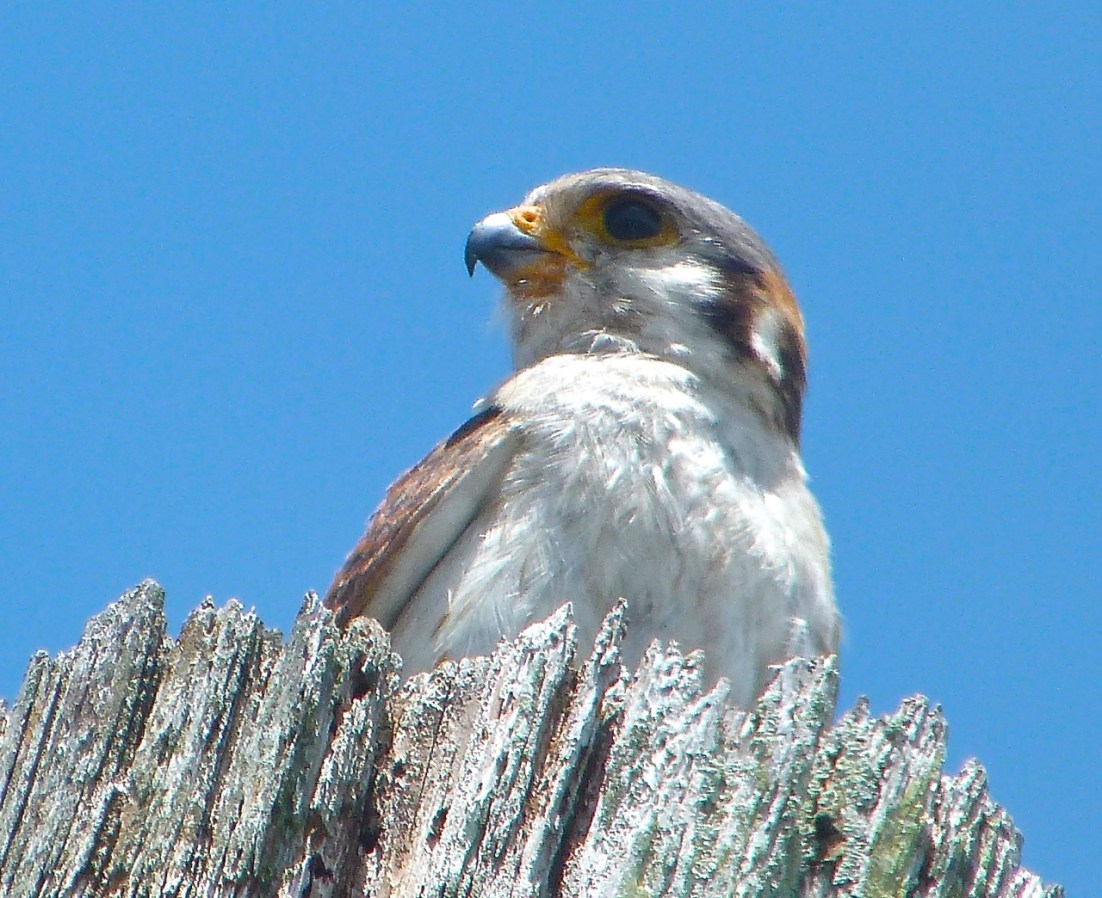 AMERICAN KESTRELS ON ABACO 8