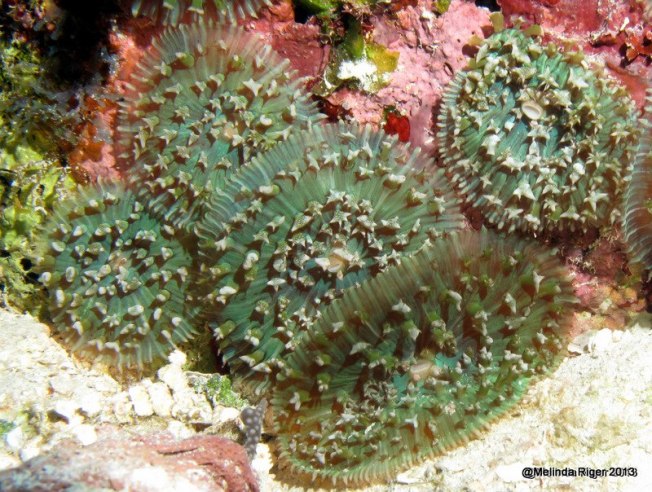 Anemone ©Melinda Riger @ GB Scuba