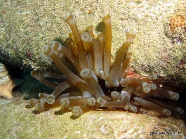 Anenome ©Melinda Riger @ G B Scuba