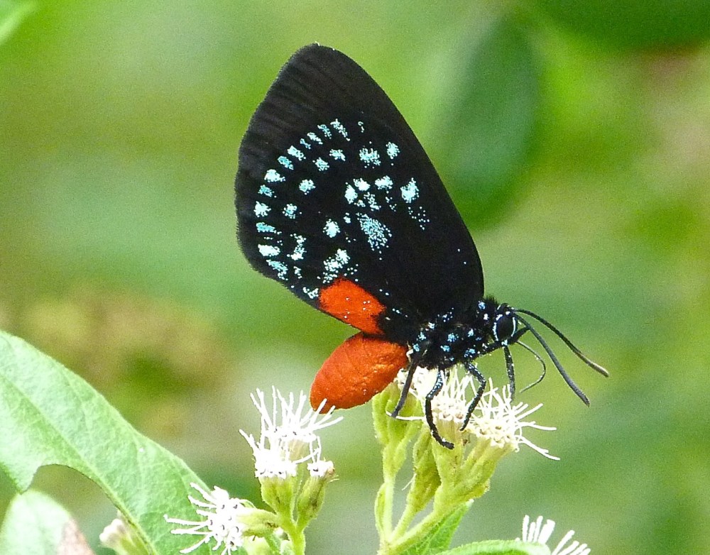 Atala Hairstreak Butterfly, Abaco (Keith Salvesen)