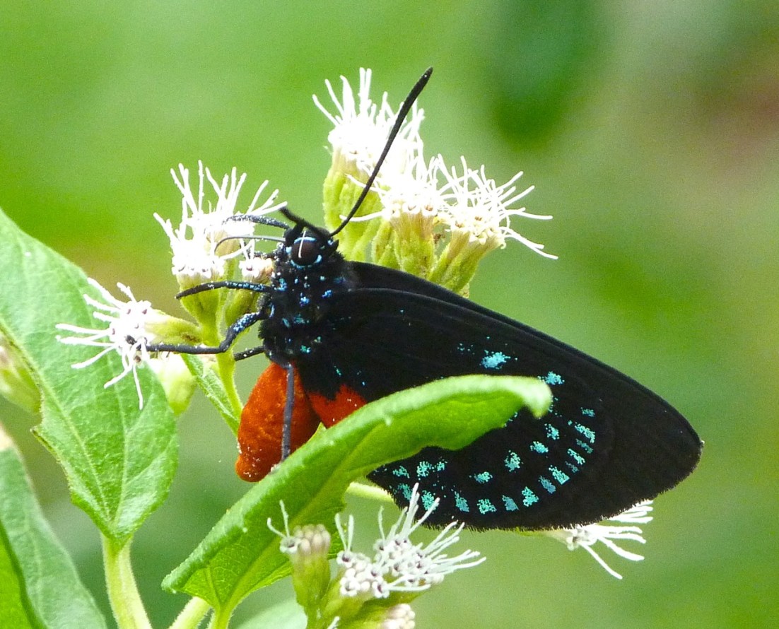 Atala Hairstreak Butterfly, Abaco 2