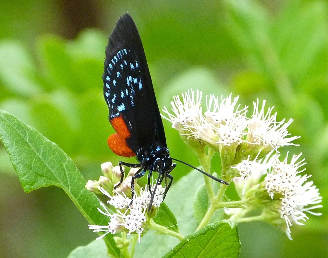 Atala Hairstreak Butterfly, Abaco 4