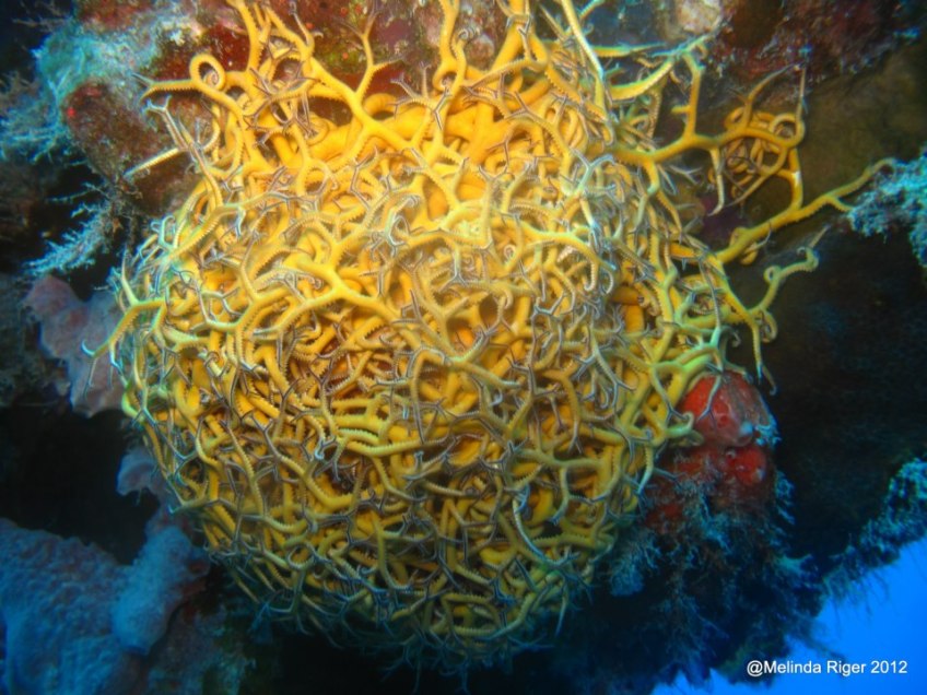Basket Star ©Melinda Riger @GBS