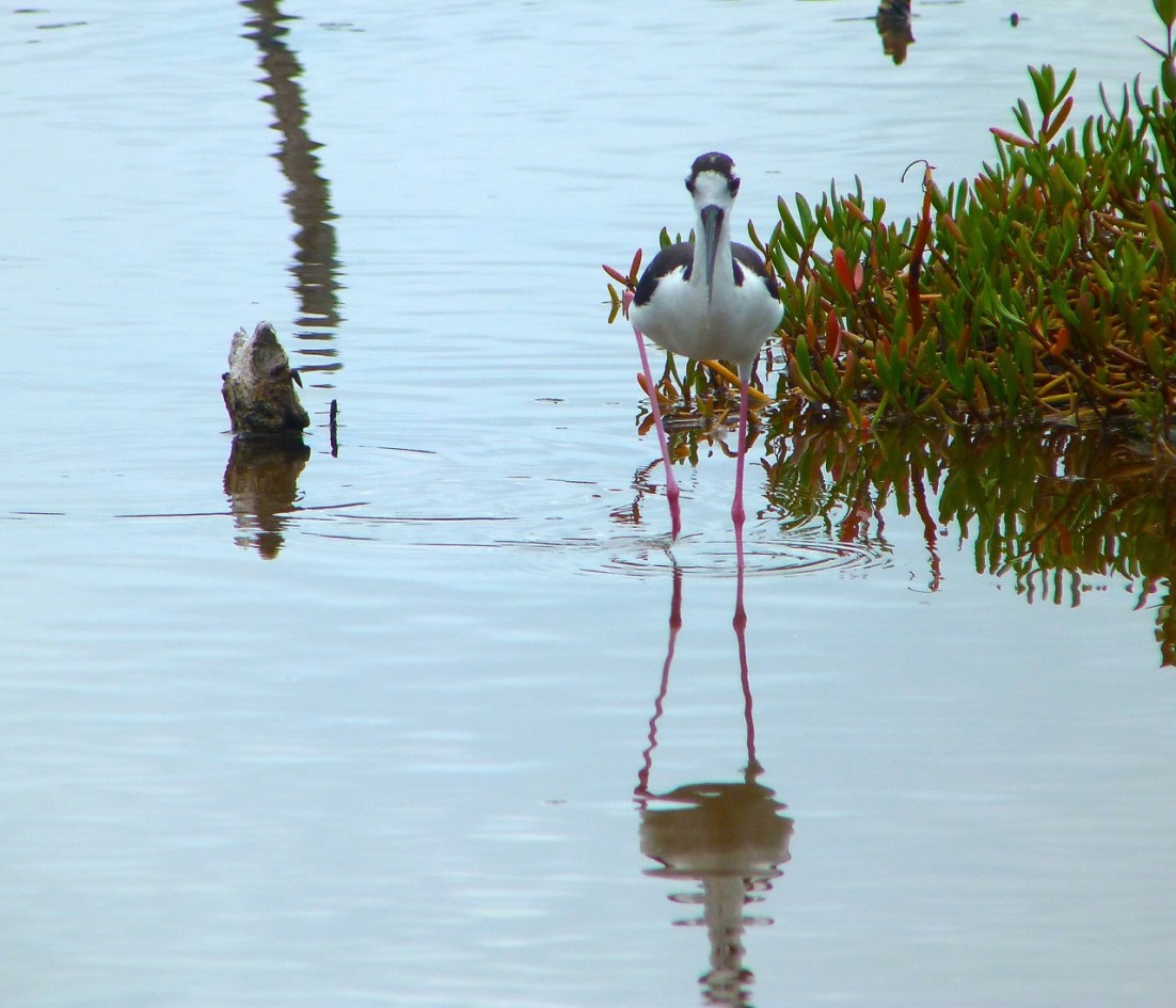 Black-necked Stilt, Abaco 4